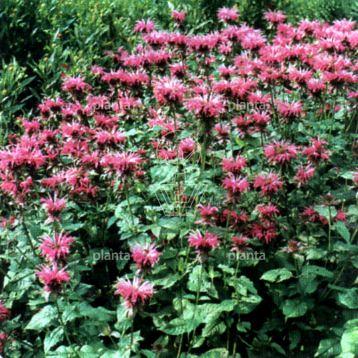 Monarda 'Croftway Pink'