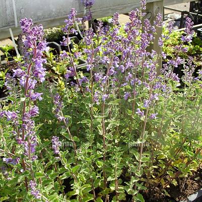Nepeta faassenii 'Walkers Low'