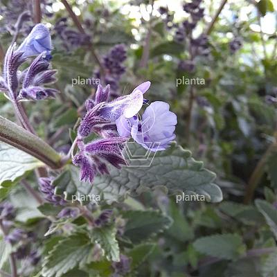 Nepeta faassenii 'Walkers Low'
