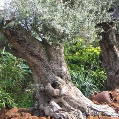 Olea europaea, ook wel de olijfboom, kenmerkt zich door haar unieke, robuuste stam met knoesten en kromme vormen die zich ontwikkelen naarmate ze ouder worden. De olijfboom komt uit het Middellandse zeegebied en met haar oude stam en zilvere blad brengt de Olea Europaea direct een Mediterrane sfeer in de tuin. 

De Olea europaea staat graag in de zon en behoud haar blad in de winter. De olijfboom kan in de volle grond worden geplant, maar dit soort bomen komen ook helemaal tot hun recht in een mooie bak. Met de Olea europaea, die eeen hoogte tussen de 1,5 en 3 m bereikt, kunt u niet alleen pronken in uw tuin maar wekken ze ook het verlangen naar de warmte van het gebied van oorsprong. 