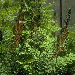 Osmunda regalis