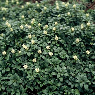 Pachysandra terminalis 'Green Carpet'