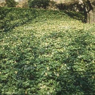 Pachysandra terminalis