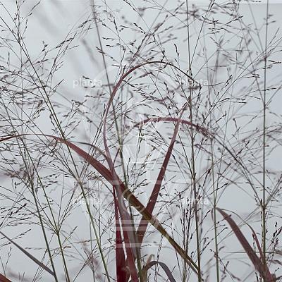 Panicum virgatum 'Squaw'