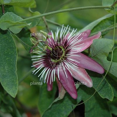 Passiflora 'Victoria'