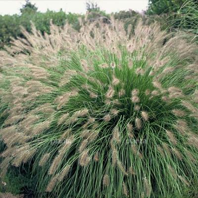 Pennisetum alopecuroides 'Hameln'