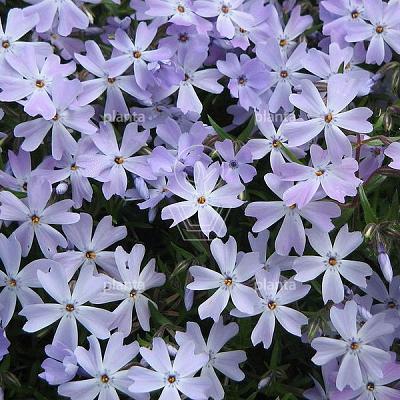 Phlox subulata 'Emerald Cushion Blue'