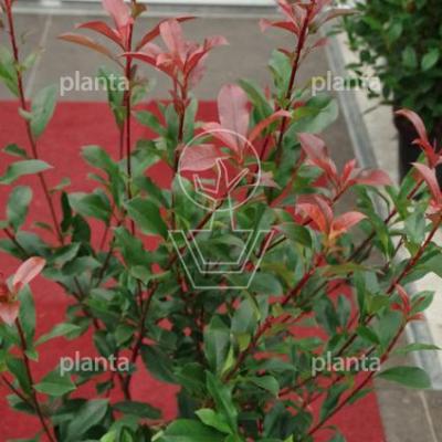 Photinia fraseri 'Carre Rouge' 