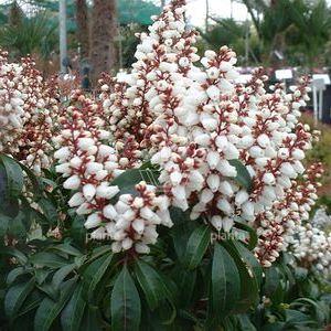 Pieris japonica 'Bonfire'