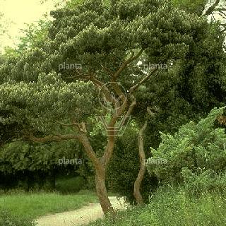 bonsaivorm, 125 tot 150 cm hoog, in pot