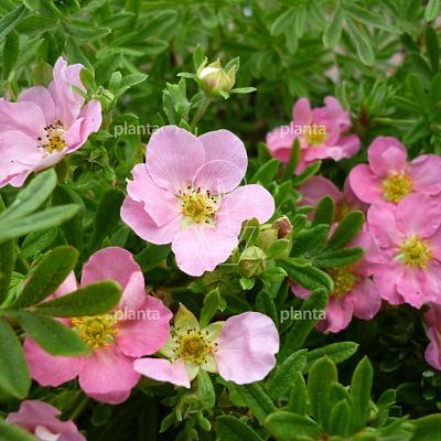 Potentilla fruticosa 'Pink Queen'