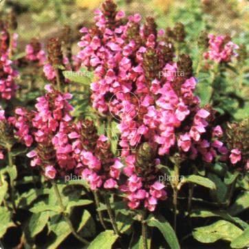 Prunella webbiana 'Rosea'