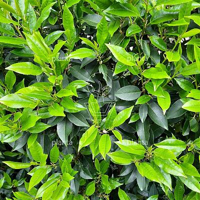 Prunus lusitanica 'Angustifolia'
