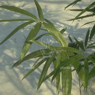 Pseudosasa japonica