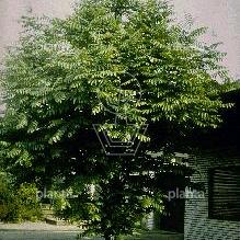 hoogstamboom, stamomtrek 16-18 cm, draadkluit