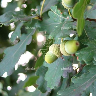 Quercus robur