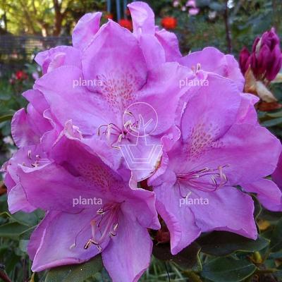 Rhododendron 'Catawb. Boursault'