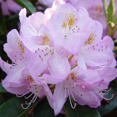 Rhododendron 'Gomer Waterer'