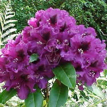 Rhododendron 'Lee's Dark Purple'