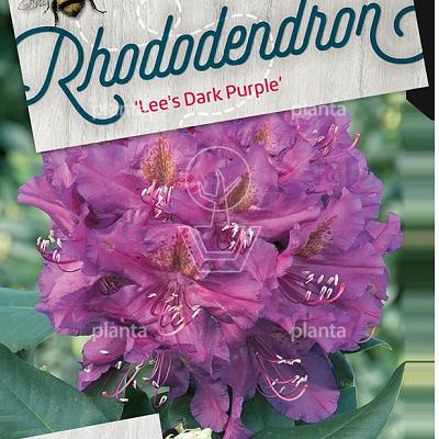 Rhododendron 'Lee's Dark Purple'