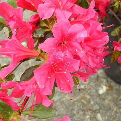 Rhododendron (AJ) 'Geisha Red'