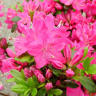 Rhododendron (AJ) 'Kermesina'
