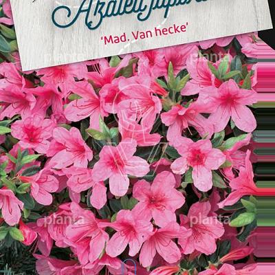 Rhododendron (AJ) 'Madame van Hecke'