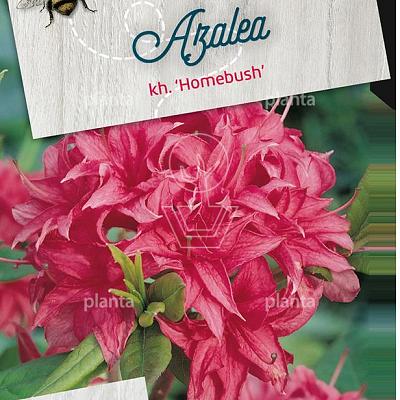 Rhododendron (AK) 'Homebush'