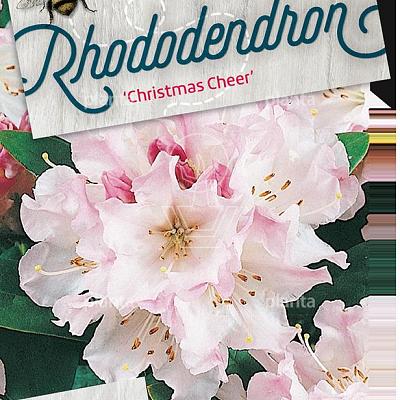 Rhododendron (C) 'Christmas Cheer'