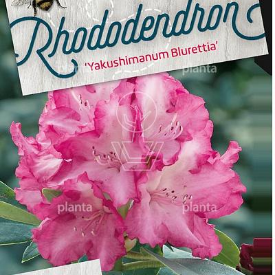 Rhododendron (Y) 'Blurettia'