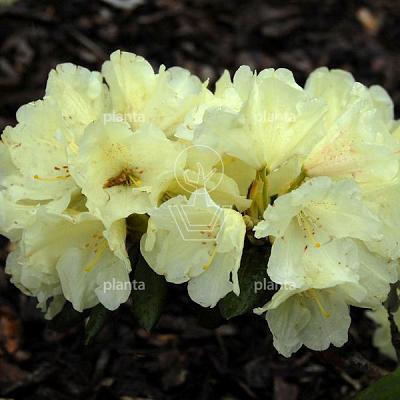 Rhododendron (Y) 'Centennial Gold'