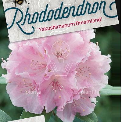 Rhododendron (Y) 'Dreamland'