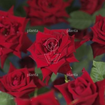 Rosa (K) 'Red Climber'