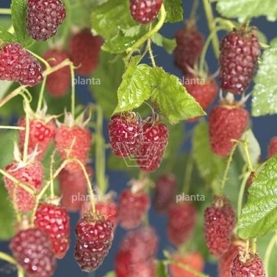Rubus 'Tayberry'