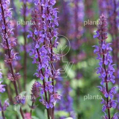 Salvia nemorosa 'Mainacht'