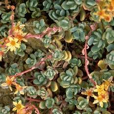 Sedum oreganum
