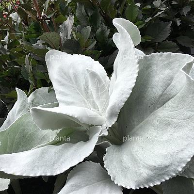 Senecio 'Angel Wings'