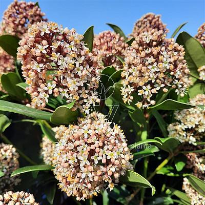 Skimmia japonica 'Giant Pink'