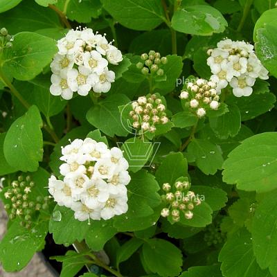 Spiraea betulifolia 'Tor'
