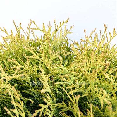 Thuja occidentalis 'Golden Globe'