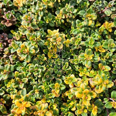 Thymus 'Doone Valley'
