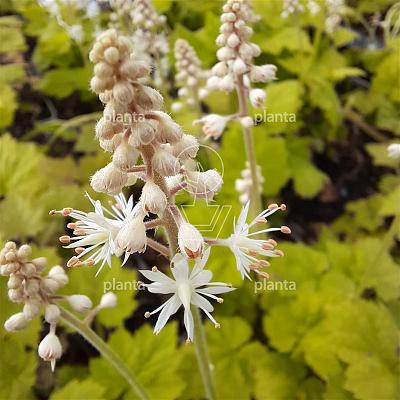 Tiarella cordifolia