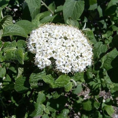 Viburnum lantana