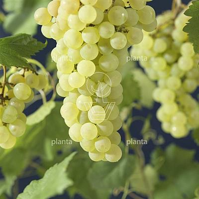 Vitis vinifera 'Vroege van der Laan'