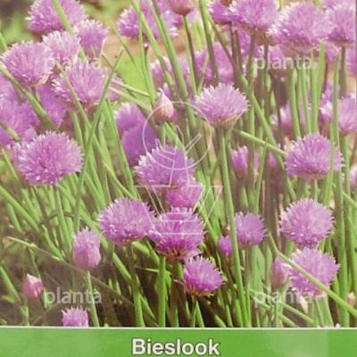 Bieslook / Allium