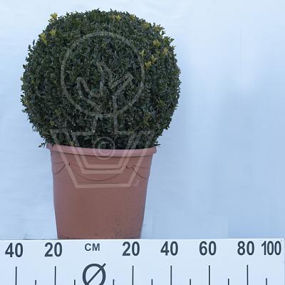 bol, diameter minimaal 40 cm, in pot