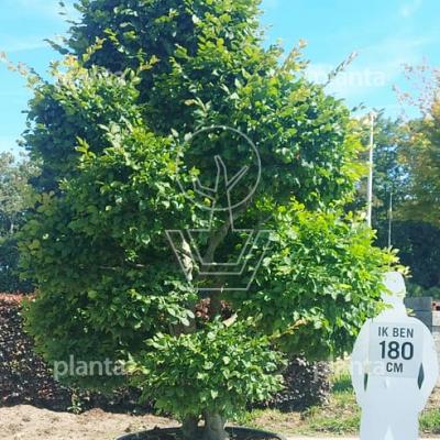 bonsaivorm, 250 tot 300 cm hoog, in pot