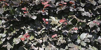 fagus sylvatica atropunicea detail 1 rgb