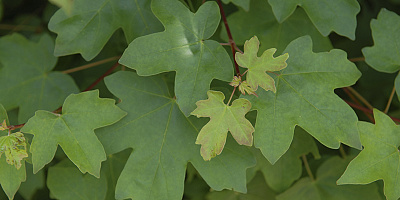 acer campestre detail 1 rgb