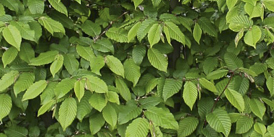 carpinus betulus detail 1 rgb